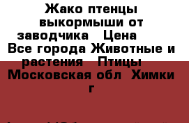 Жако птенцы выкормыши от заводчика › Цена ­ 1 - Все города Животные и растения » Птицы   . Московская обл.,Химки г.